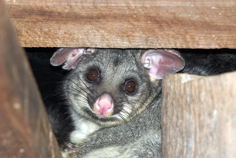 Possum up close ~*