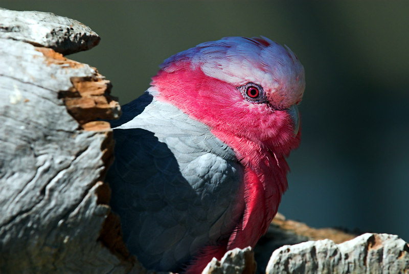 Galah