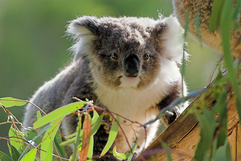 Koala
