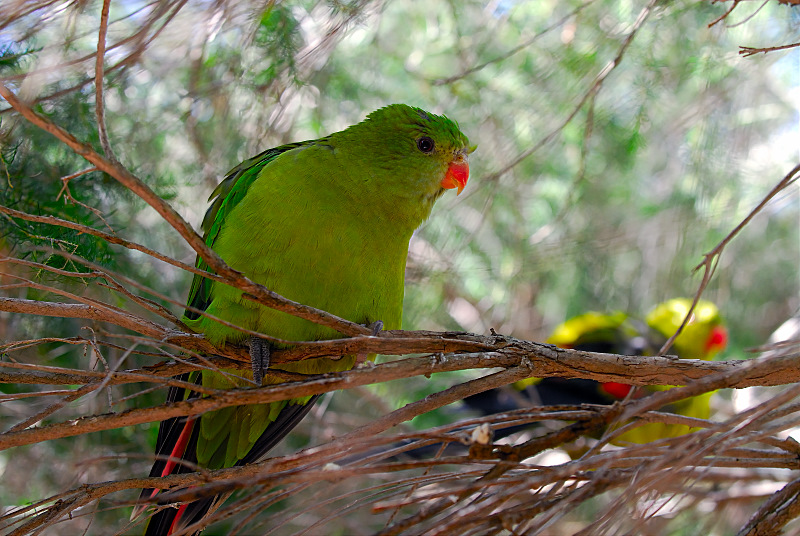Scaly breasted Lorikeet