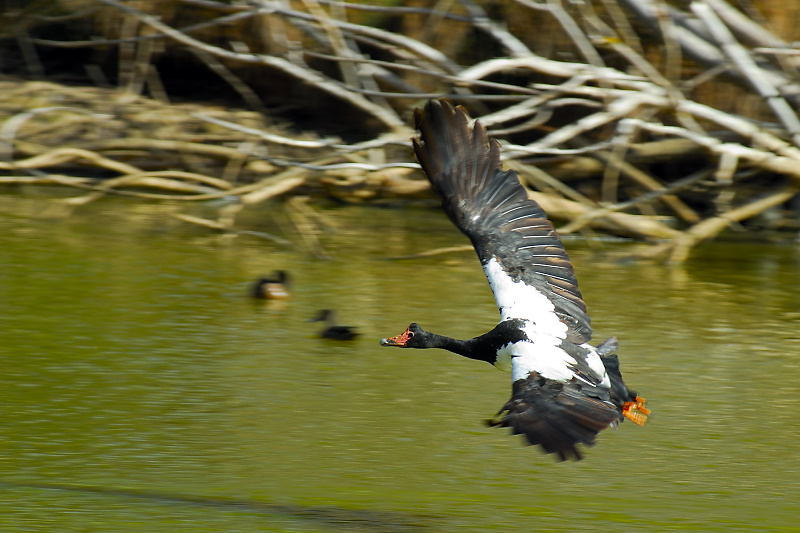 Magpie Goose