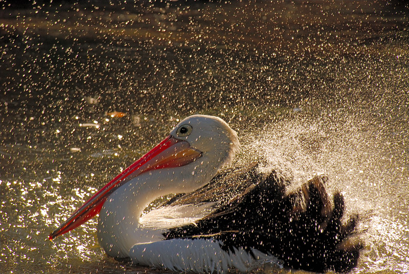 Pelican splash ~