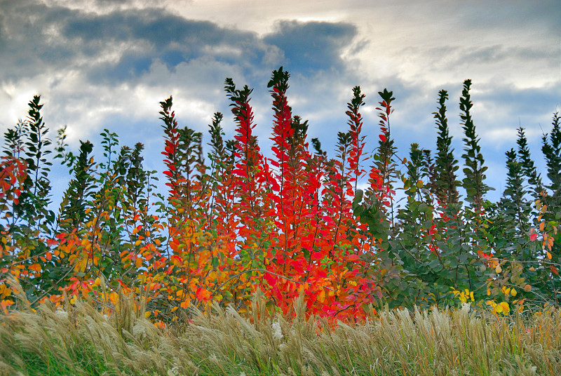 Autumn leaves in the wheat