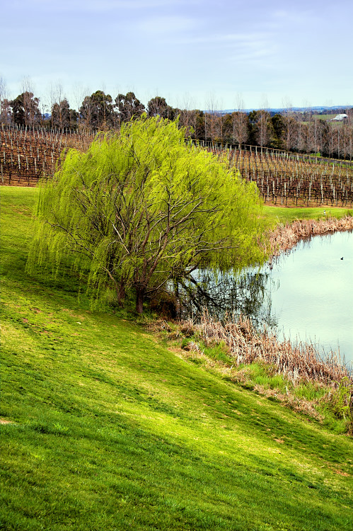 o6/99/380799/1/61612845.4yTrZfKg.Treeandpond.jpg