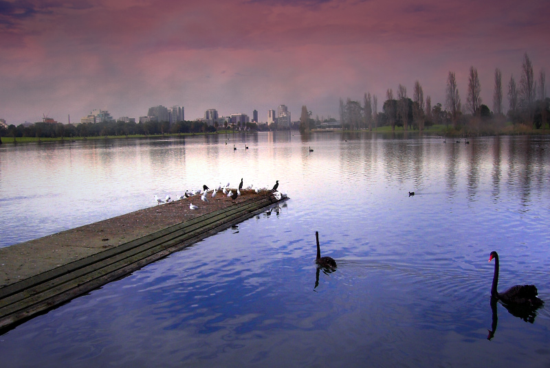 Albert Park Lake