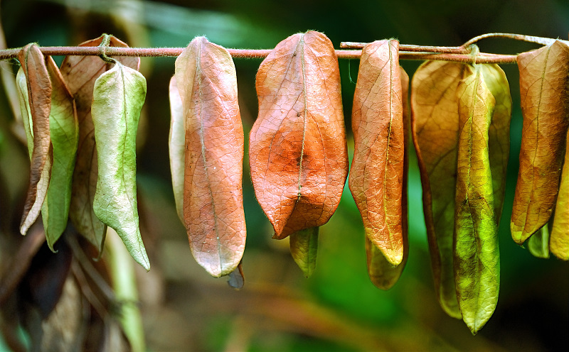 shades of autumn