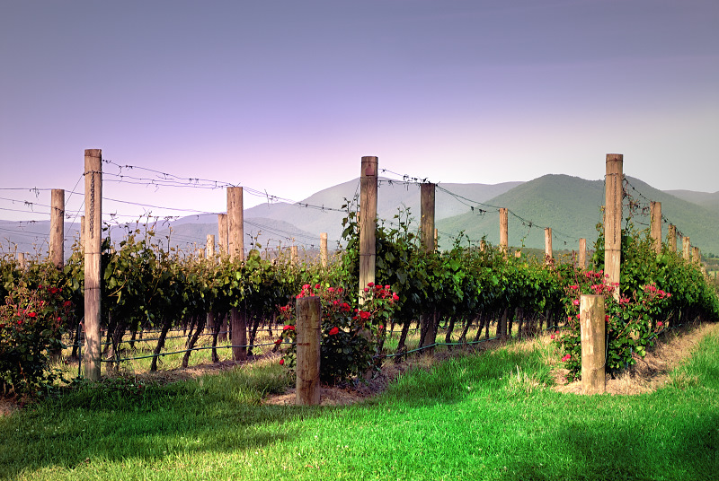 Domaine Chandon - Victoria, Australia