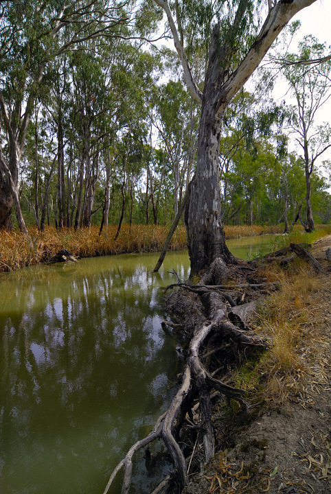 Roots in the River