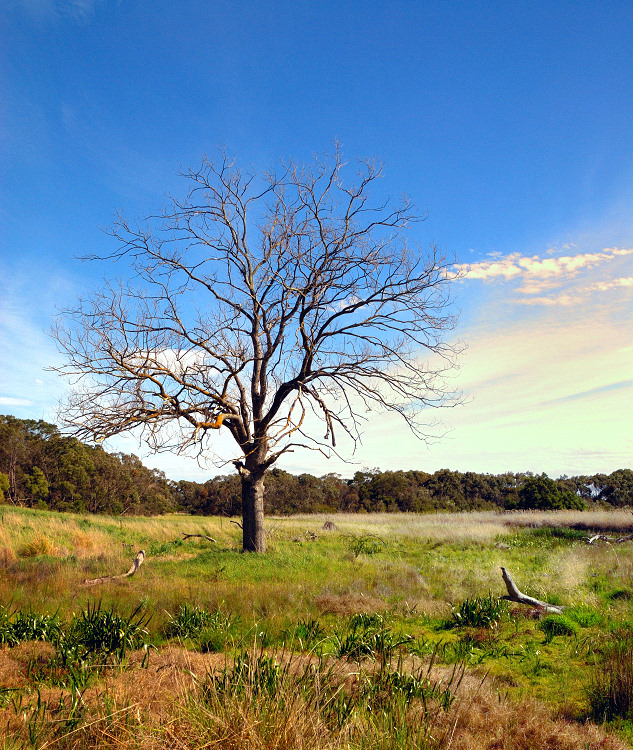Tree in a field