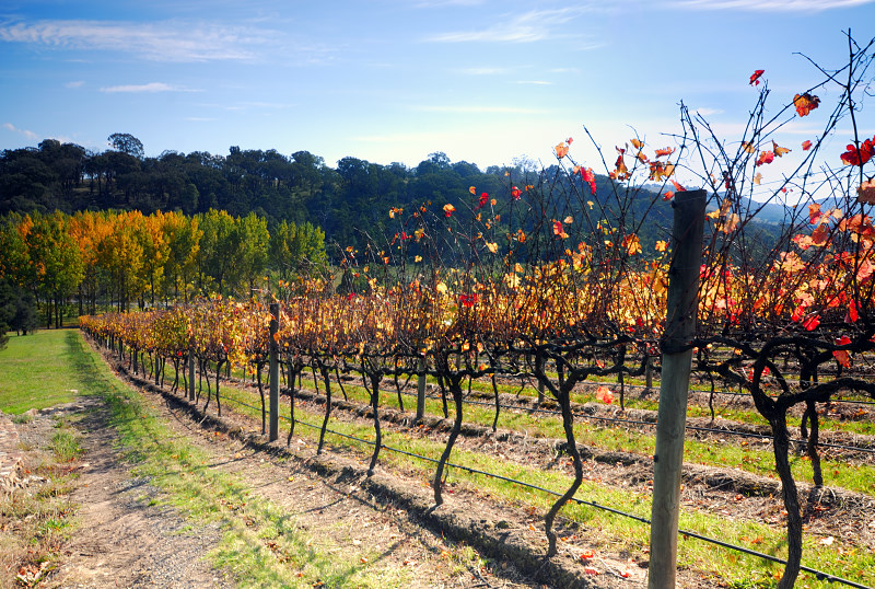 o6/99/380799/1/71402546.5v8Qdu8Z.autumnvineyard.jpg