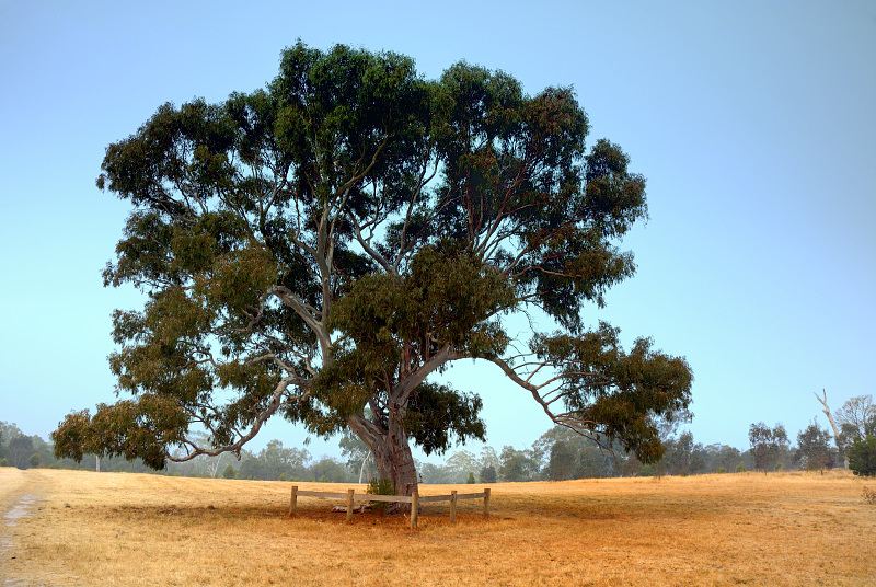 Gum tree