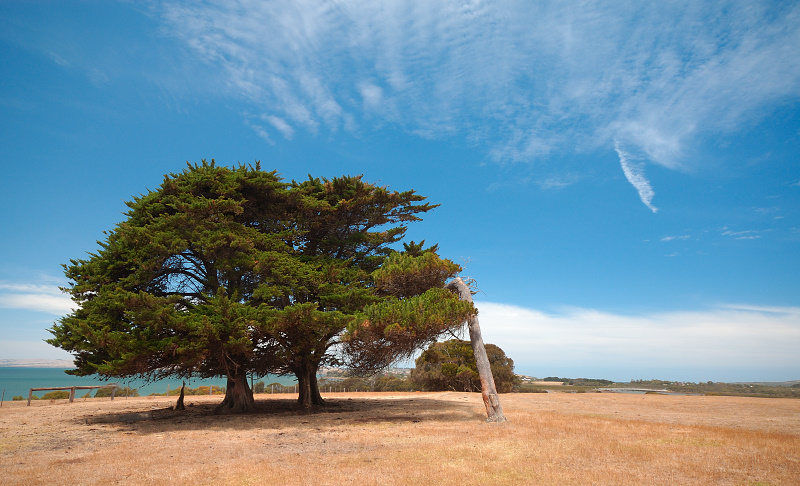 Two trees and a stump