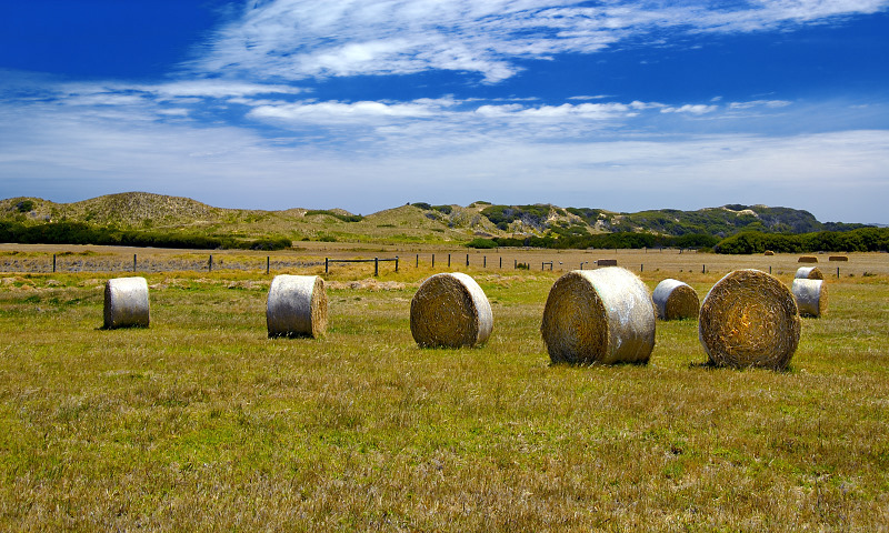 Rolled hay near Sunderland bay