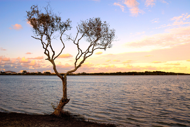 Lone tree on Chambers Island