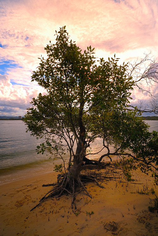 Sand tree on the waters edge