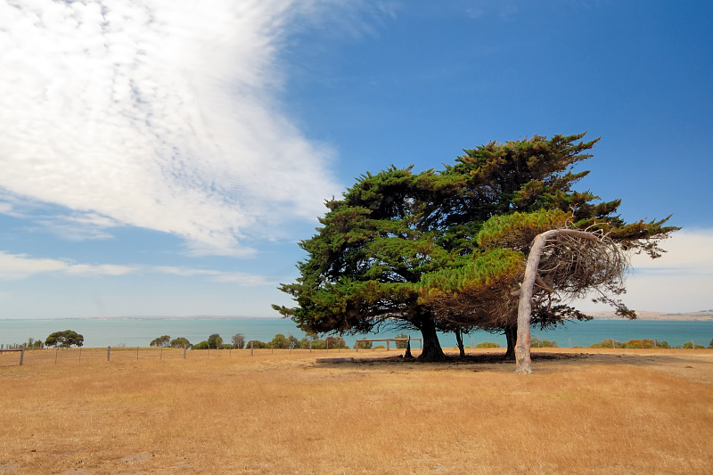 Three trees - Churchill Island