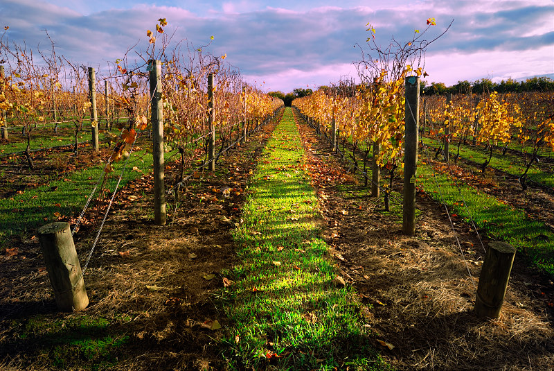 Autumn evening in the vineyard