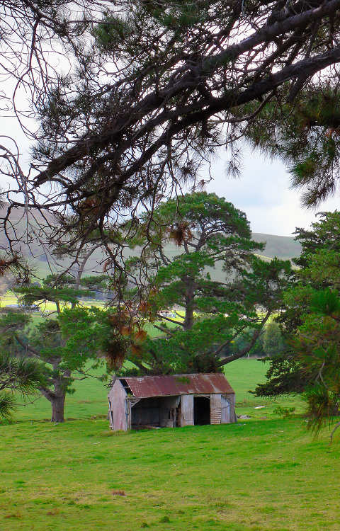 Barn beneath the trees