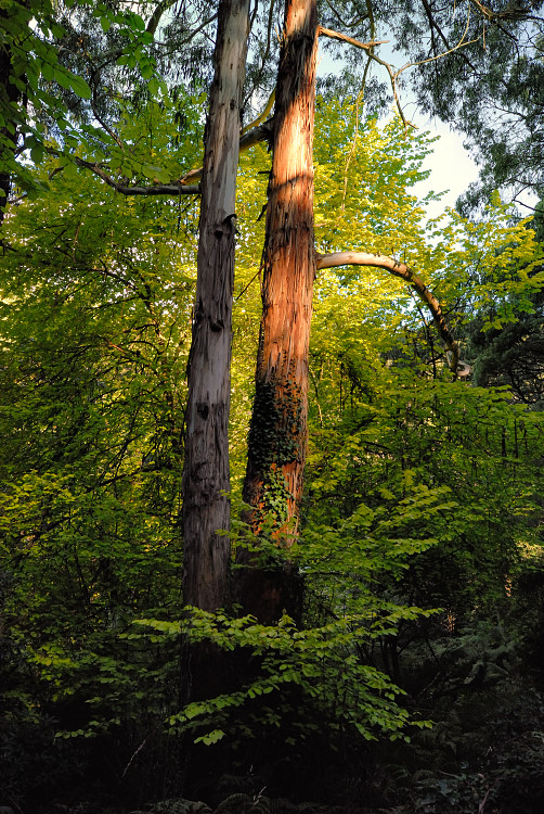 Sunlight in the rainforest