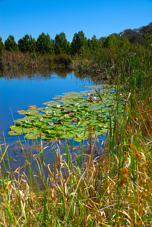 o6/99/380799/1/76472544.KKKwK8j7.LifeinthePond.jpg