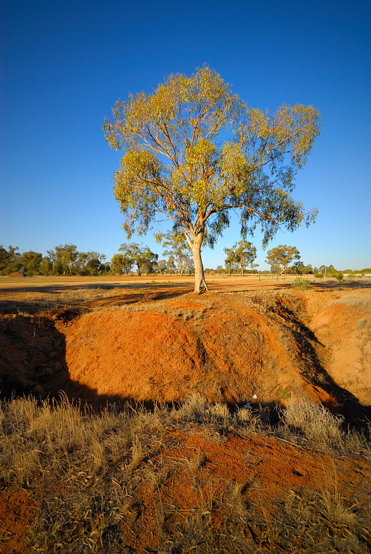tree in the red soil