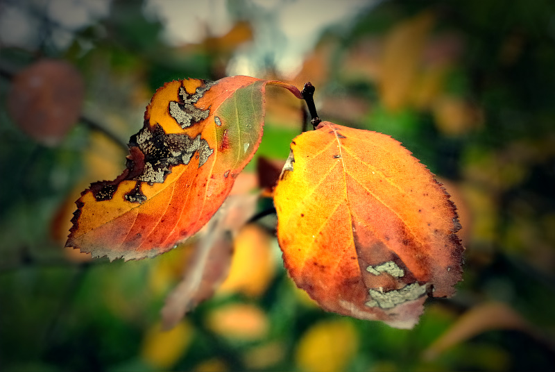 Start of autumn