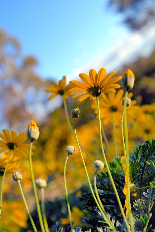 Sunflowers