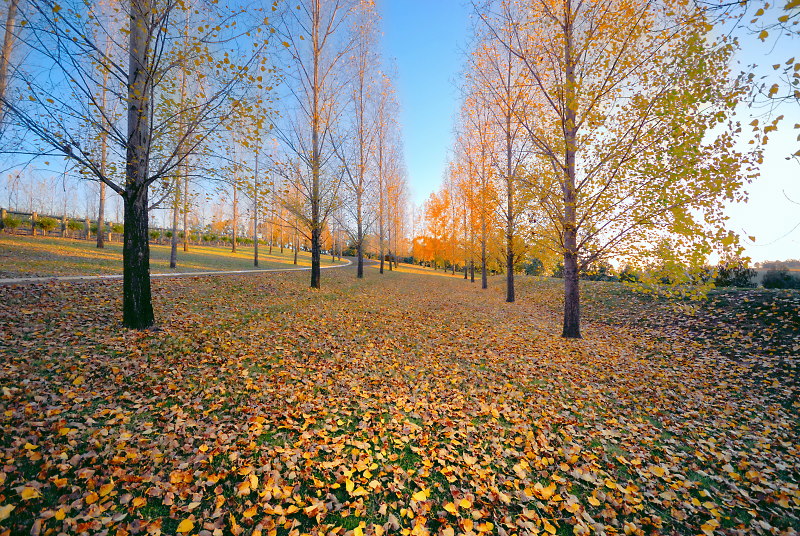 Falling leaves