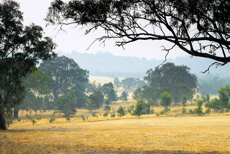 Misty morning