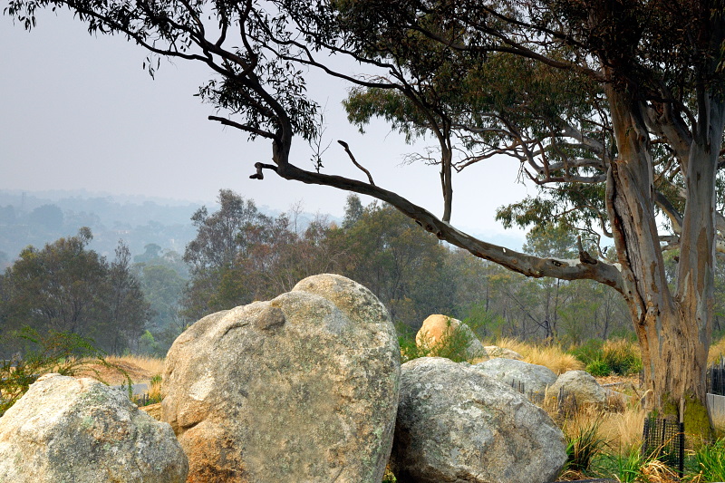 Tree and bolders