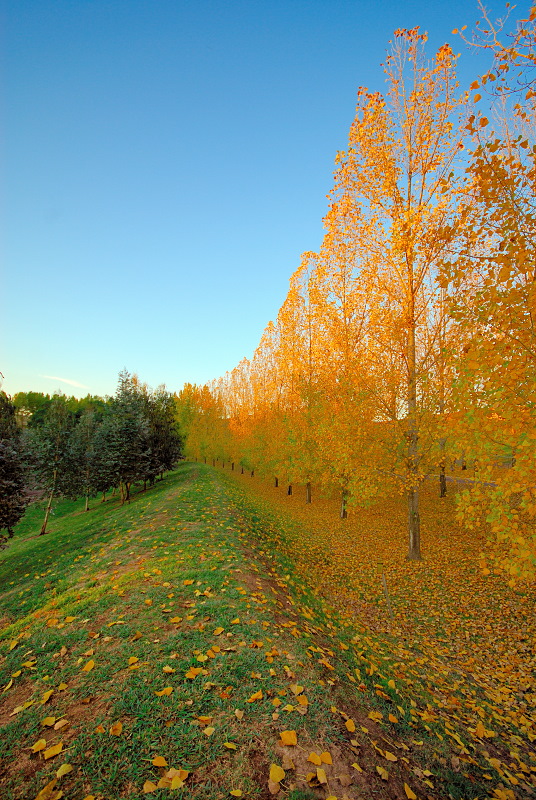 Orange tree line