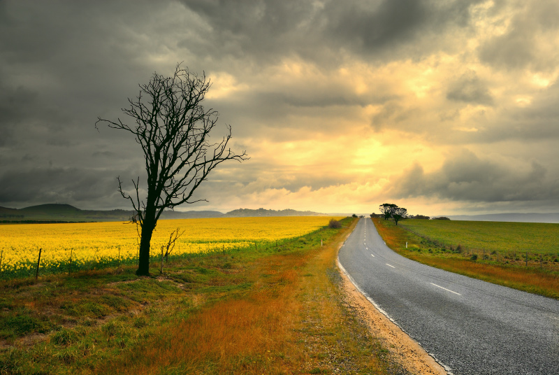 Highway through Canola fields