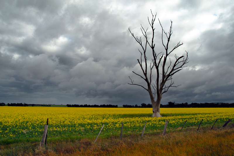 Dead tree in canola field