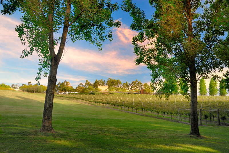 o6/99/380799/1/92566725.iLhM1CHb.Tarawarra_vineyard.jpg