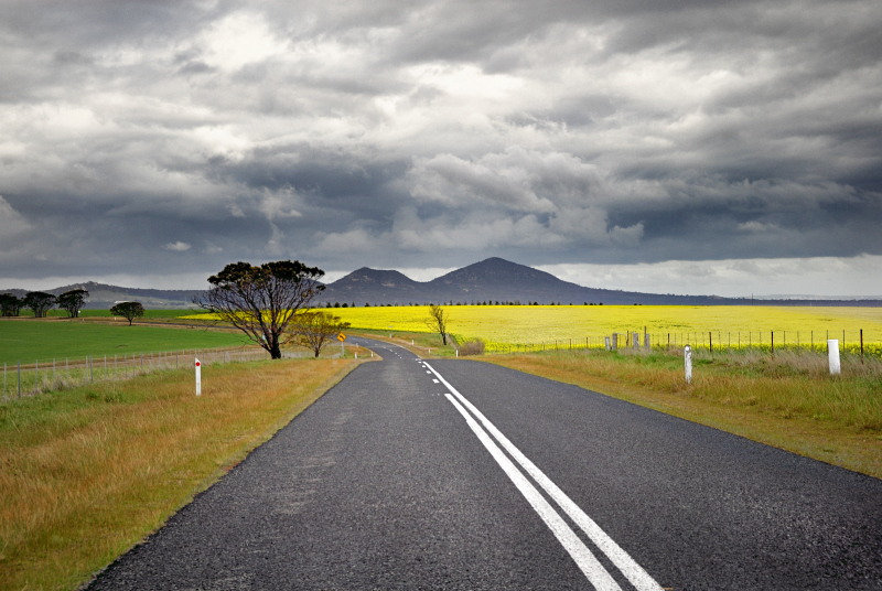 Road to the canola fields