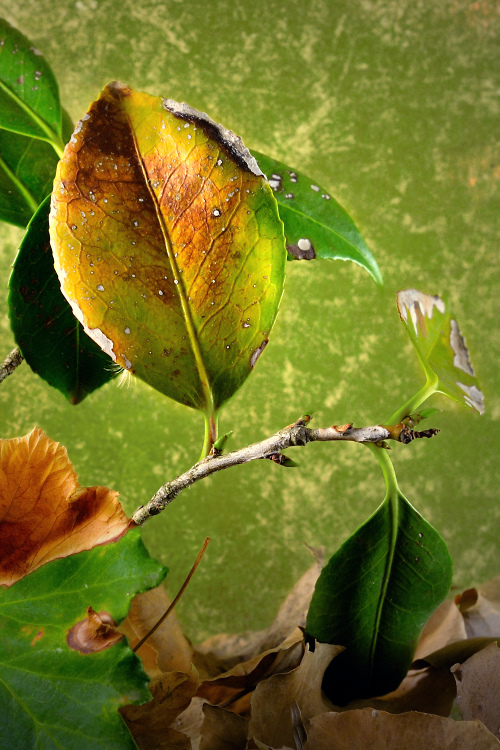 Autumn leaf