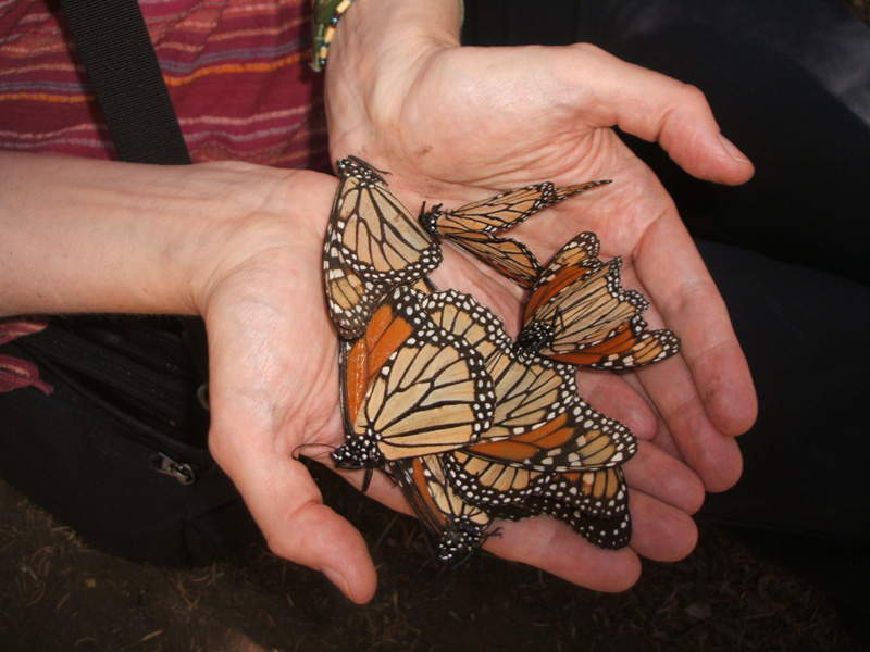 dead monarchs, El Rosario