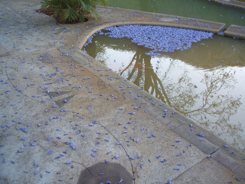 mineral pool, jacaranda blossoms, Agua Blanca