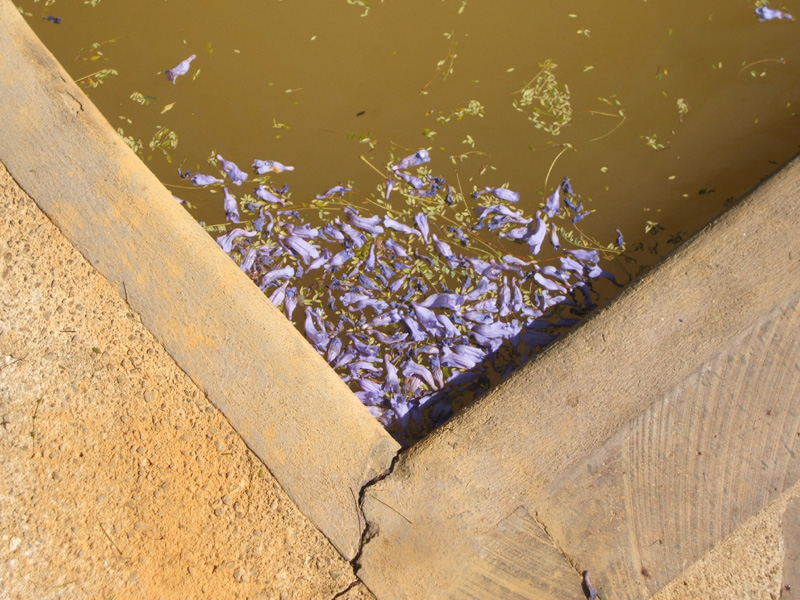 mineral pool, jacaranda blossoms, Agua Blanca
