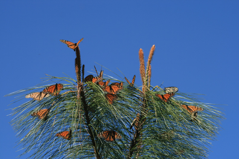 monarchs and sky, Cerro Pelon