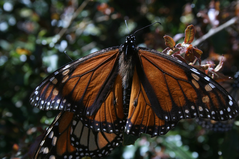 male monach
