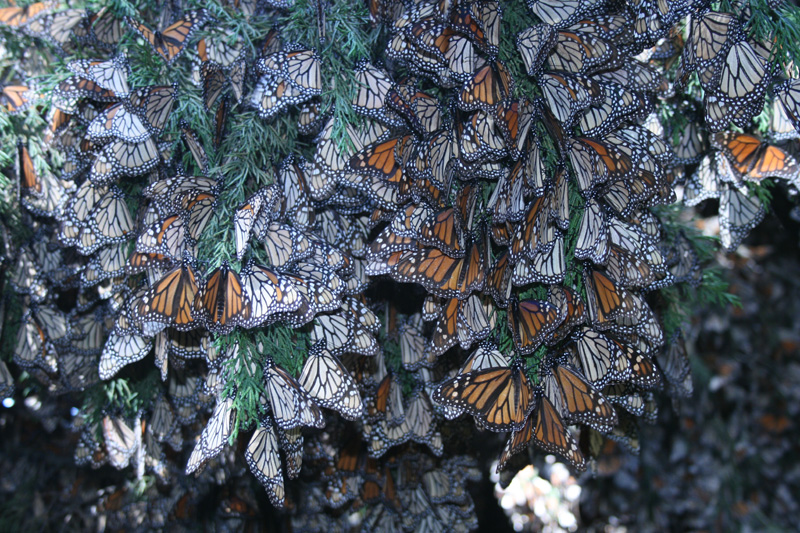 cluster on oyamel, Cerro Pelon
