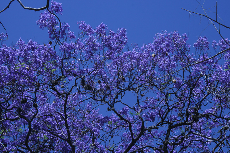 jacaranda tree, Agua Blanca