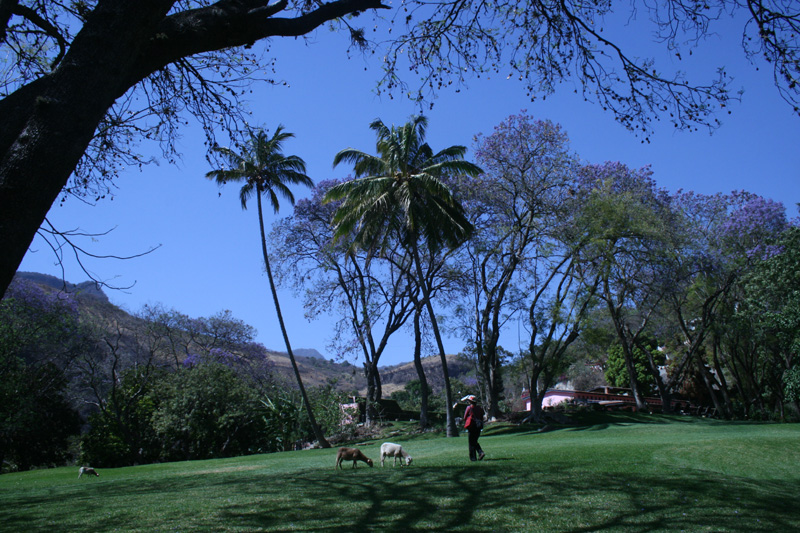 palm trees, Agua Blanca