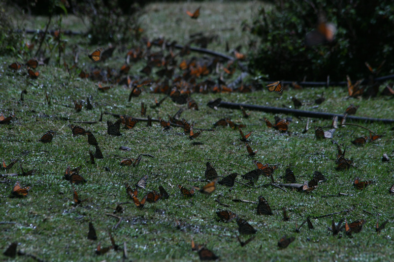 drinking butterflies, Caon de los Caejos, El Rosario