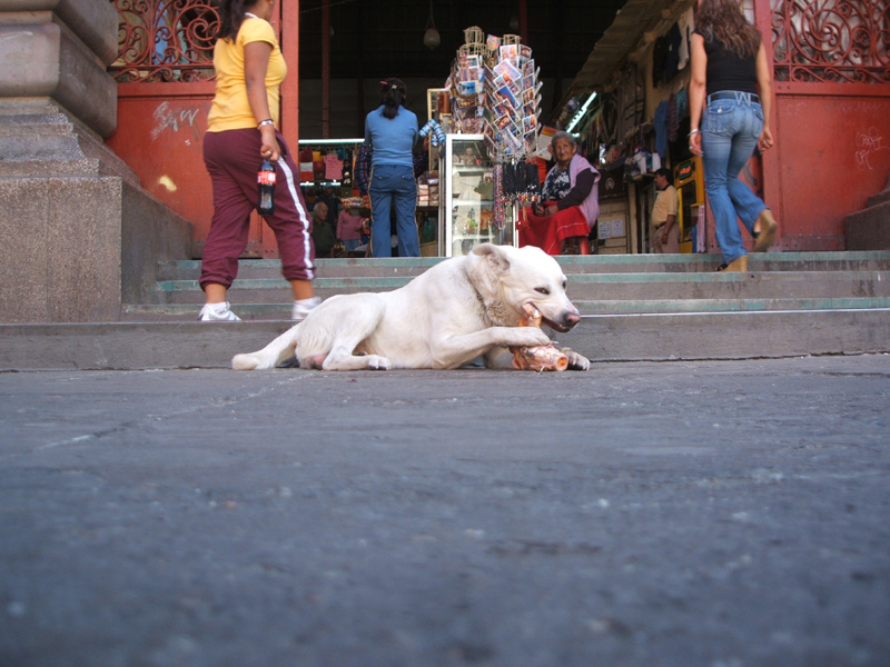 dog and meaty bone, Mercado Hidalgo