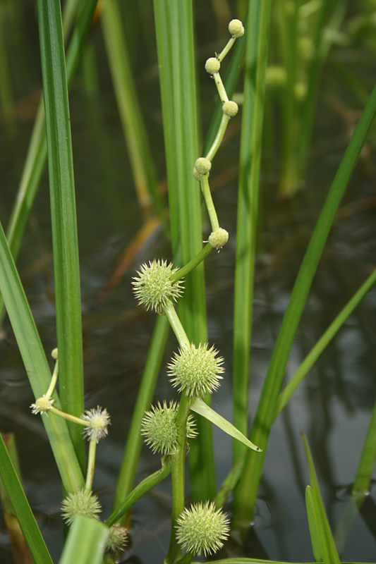 aquatic plant, 2008