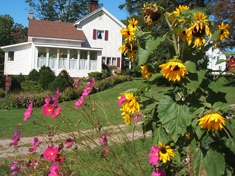 flowers, house, Tyler Hill, 2007
