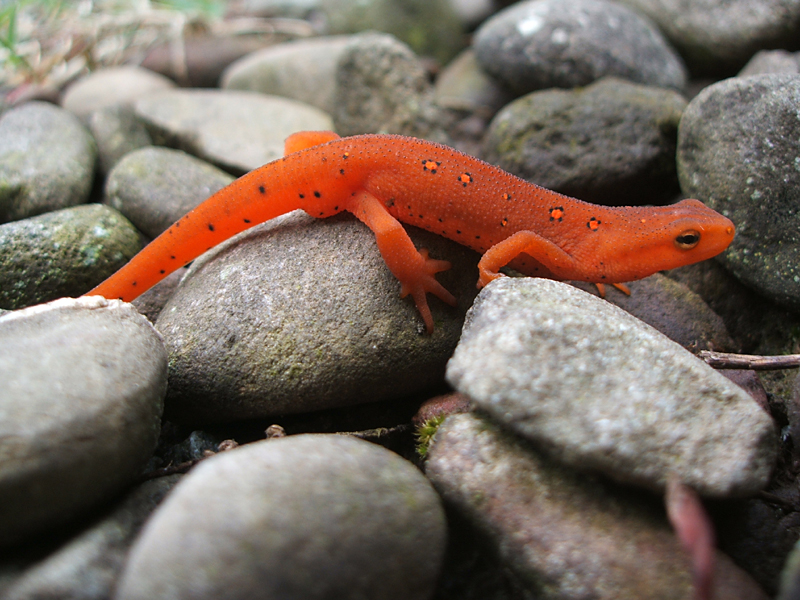 red eft, 2006