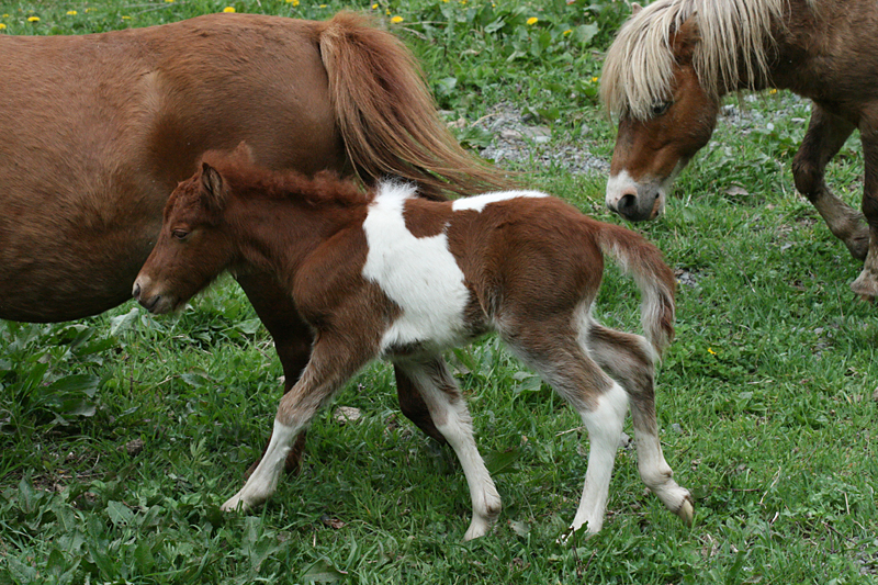 Shetland ponies, Starlight, 2010